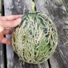 Sementes de Melão Casca de Carvalho | Seeds Shop Store