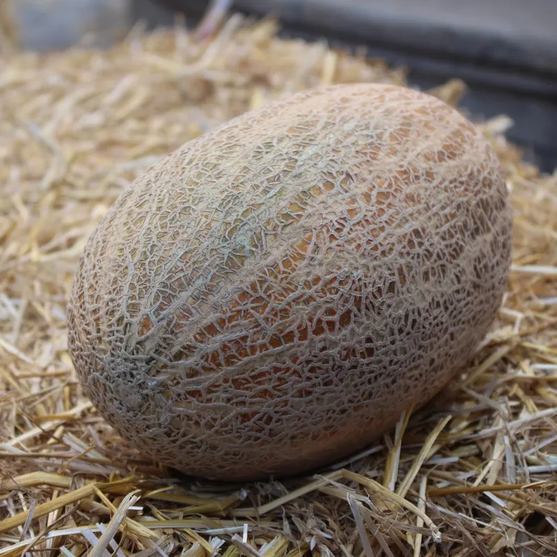 Sementes de Melão Casca de Carvalho | Seeds Shop Store