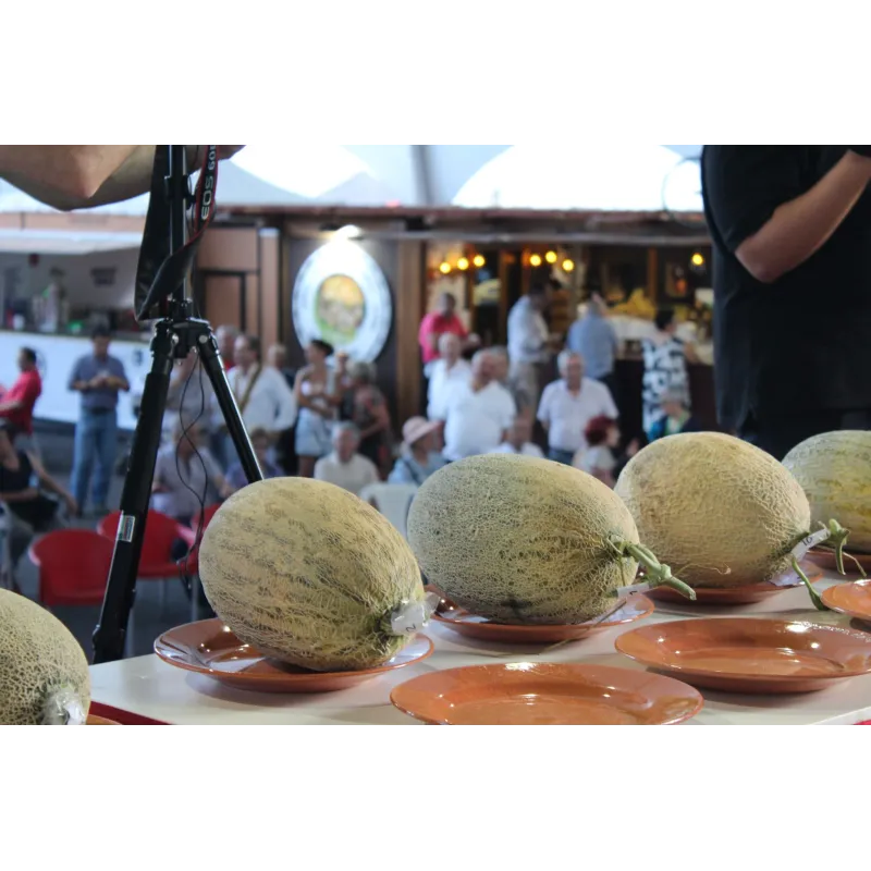 Sementes de Melão Casca de Carvalho | Seeds Shop Store