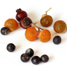 Wingleaf Soapberry Seeds (Sapindus saponaria) - 2.25