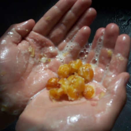 Sementes de FRUTA-DE-SABÃO | Seeds Shop Store