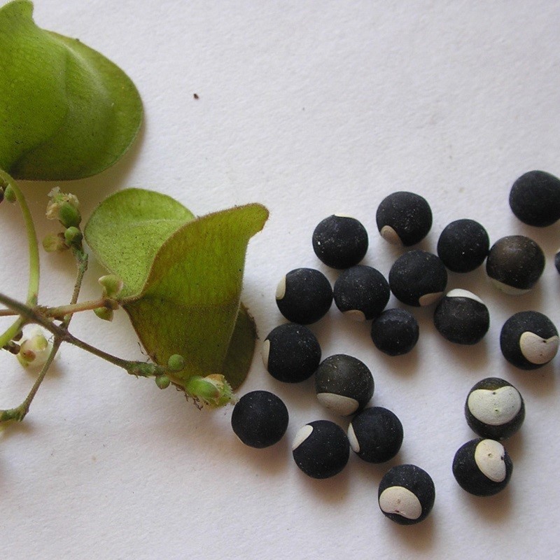 Ballonrebe Samen (Cardiospermum halicacabum) | Seeds Shop Store