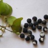 Ballonrebe Samen (Cardiospermum halicacabum) | Seeds Shop Store