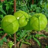 Balloon Plant Seeds (Cardiospermum halicacabum) | Seeds Shop Store