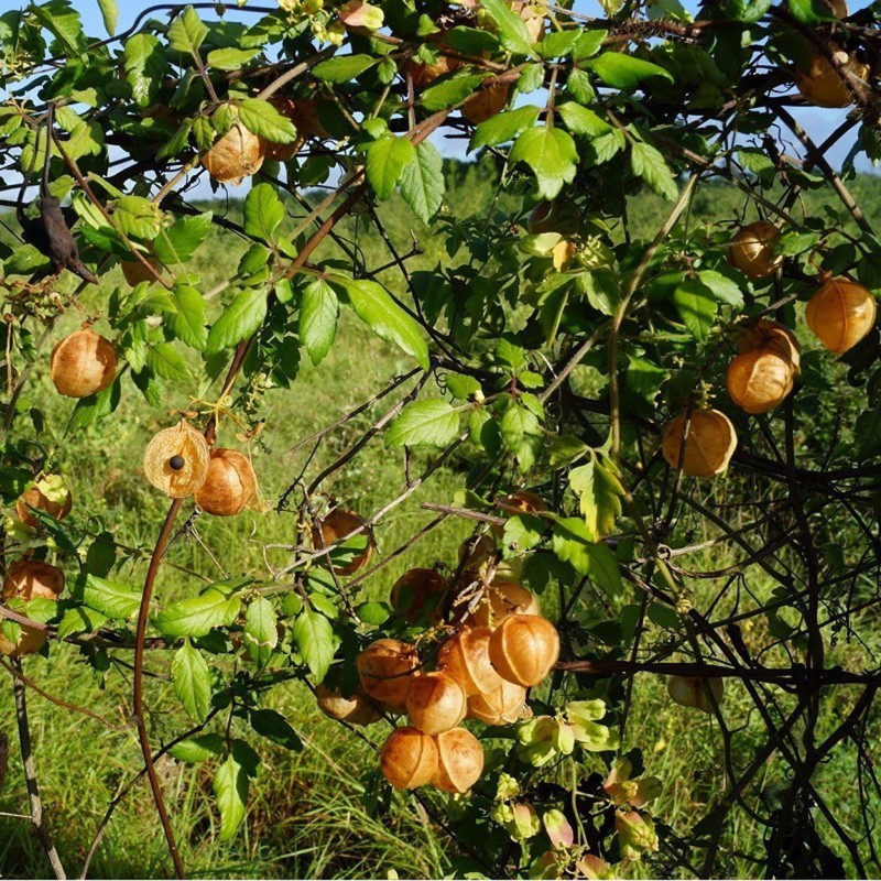 Ballonrebe Samen (Cardiospermum halicacabum) | Seeds Shop Store