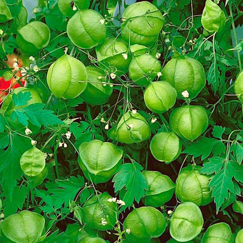 Balloon Plant Seeds (Cardiospermum halicacabum) | Seeds Shop Store