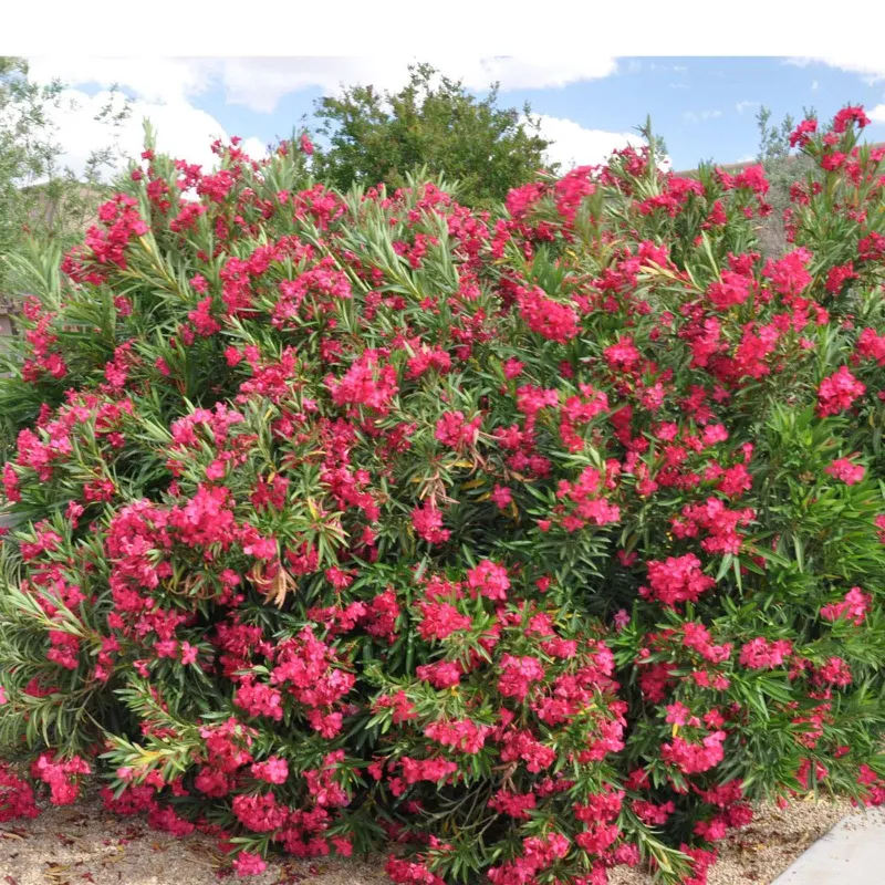 Nasiona Czerwony Oleander pospolity (Nerium oleander) | Seeds Shop Store