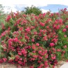 Nasiona Czerwony Oleander pospolity (Nerium oleander) | Seeds Shop Store