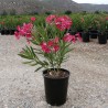 Nasiona Czerwony Oleander pospolity (Nerium oleander) | Seeds Shop Store