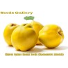 Semi di Cina Cotogno (Chaenomeles sinensis) | Seeds Shop Store
