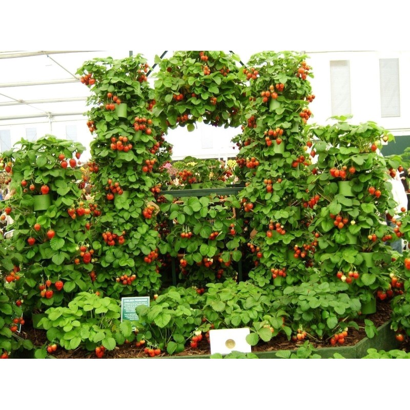 Klettern Erdbeersamen Mount Everest | Seeds Shop Store