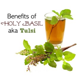 SVETI BOSILJAK Seme (Ocimum tenuiflorum) - 1.8