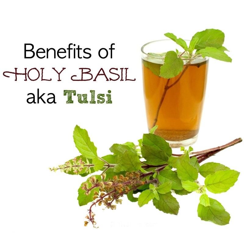 Semi di Basilico Sacro (Ocimum Tenuiflorum) | Seeds Shop Store