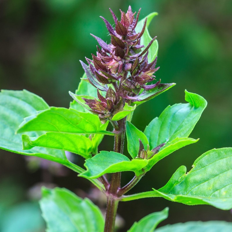 Semi di Basilico Sacro (Ocimum Tenuiflorum) | Seeds Shop Store