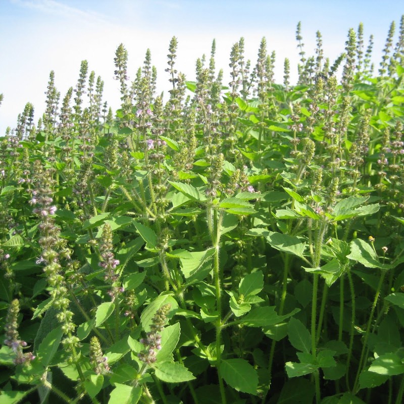 Semi di Basilico Sacro (Ocimum Tenuiflorum) | Seeds Shop Store