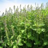 Semi di Basilico Sacro (Ocimum Tenuiflorum) | Seeds Shop Store