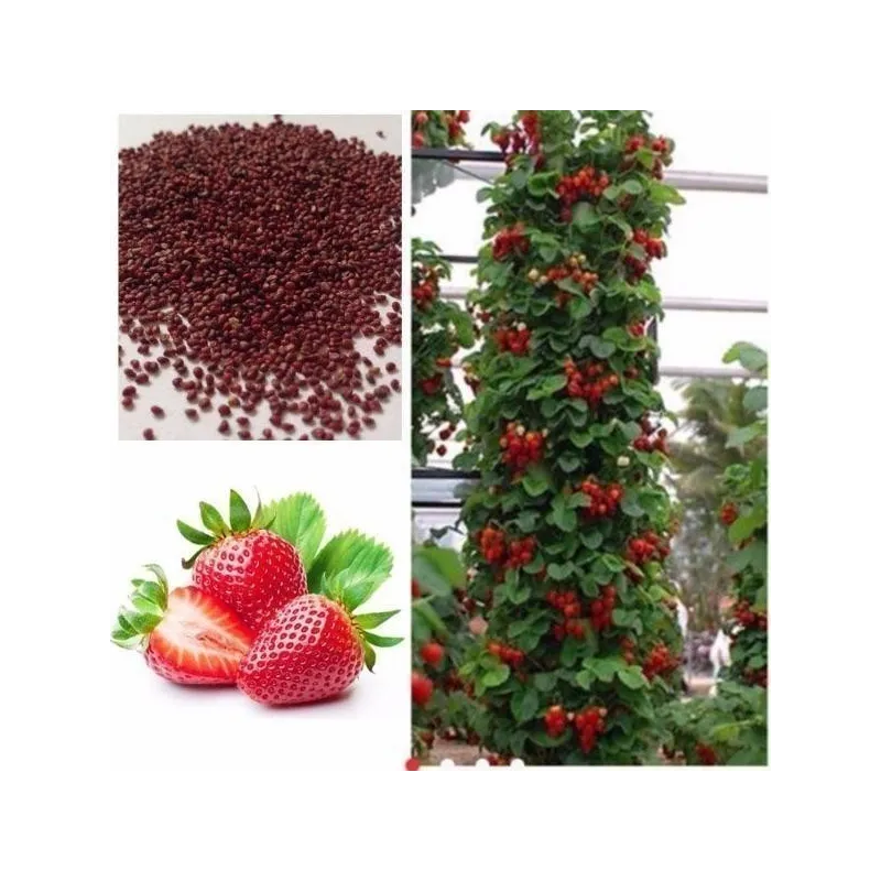 Klettern Erdbeersamen Mount Everest | Seeds Shop Store