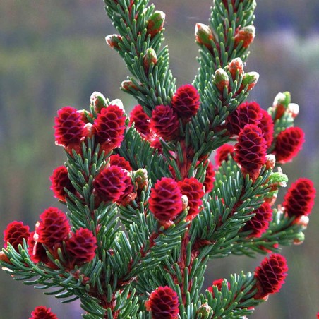 Samen Sibirische Zeder (pinus sibirica) | Seeds Shop Store
