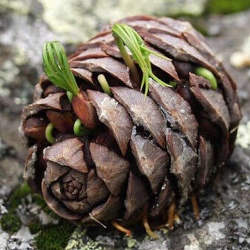 Samen Sibirische Zeder (pinus sibirica) | Seeds Shop Store