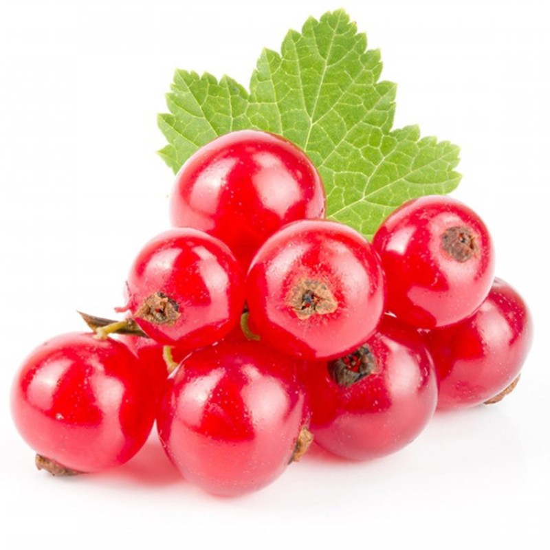 Sementes de Groselheira Vermelha (Ribes rubrum) | Seeds Shop Store