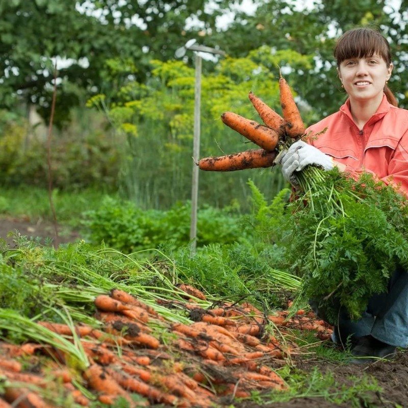 Carrot Flakkee Seeds | Seeds Shop Store