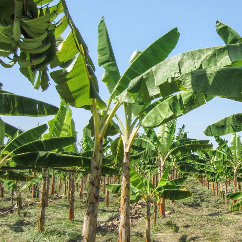 Musa nagensium Banana Seeds (Cold Hardy to -20°C) | Seeds Shop Store