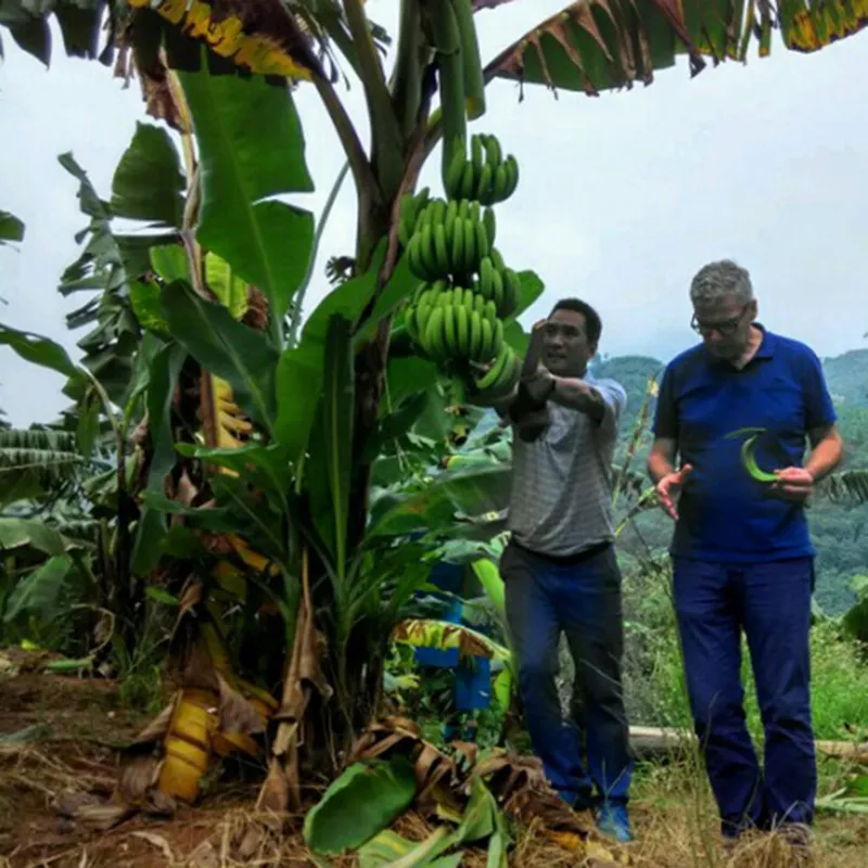 Musa nagensium Banana Seeds (Cold Hardy to -20°C) | Seeds Shop Store