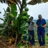 Musa nagensium Banana Seeds (Cold Hardy to -20°C) | Seeds Shop Store