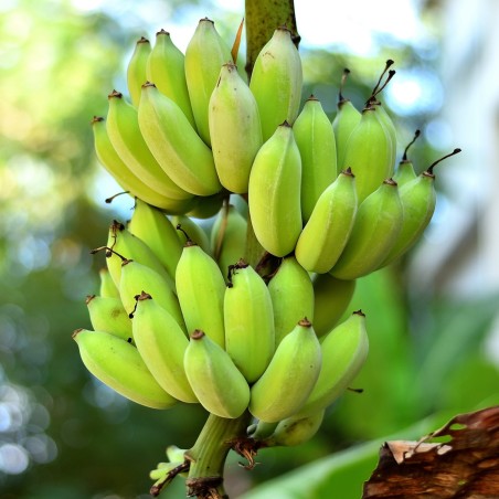 Musa nagensium Banana Seeds (Cold Hardy to -20°C) | Seeds Shop Store