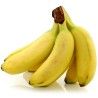 Musa nagensium Banana Seeds (Cold Hardy to -20°C) | Seeds Shop Store