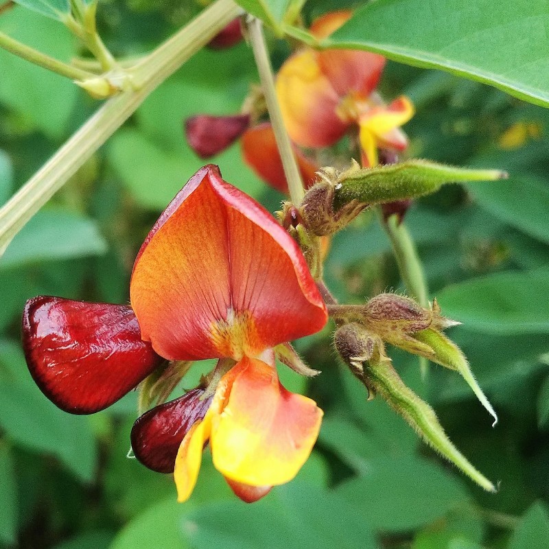 Σπόρος ΜΠΙΖΕΛΙ ΠΕΡΙΣΤΕΡΙ (Cajanus cajan) | Seeds Shop Store