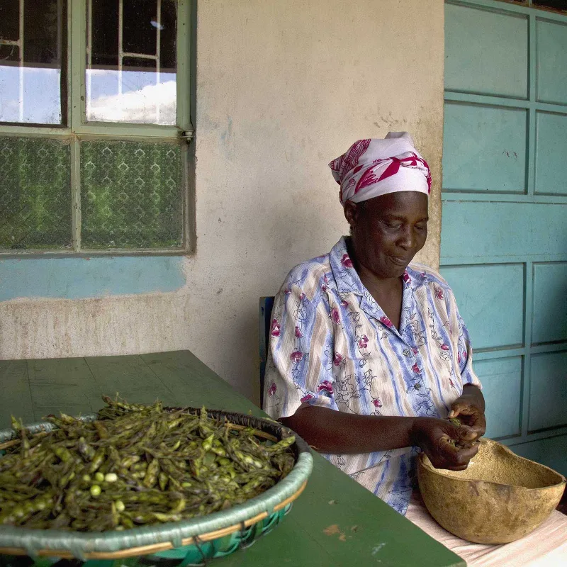 Σπόρος ΜΠΙΖΕΛΙ ΠΕΡΙΣΤΕΡΙ (Cajanus cajan) | Seeds Shop Store