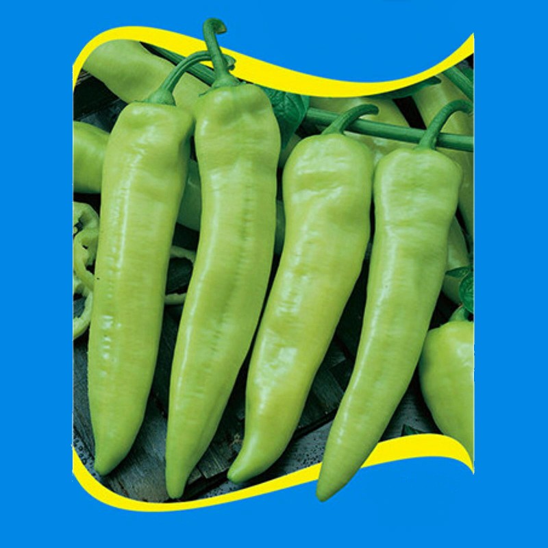 Rekord Scharfe Paprika Samen | Seeds Shop Store