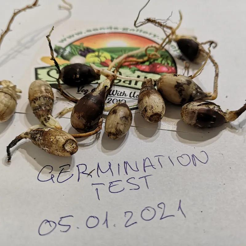 Evergreen Oak, Holly Oak Seeds (Quercus ilex) | Seeds Shop Store