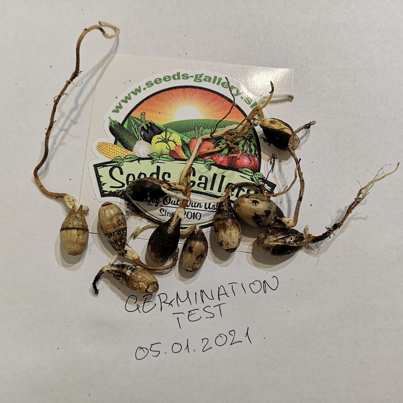 Evergreen Oak, Holly Oak Seeds (Quercus ilex) | Seeds Shop Store