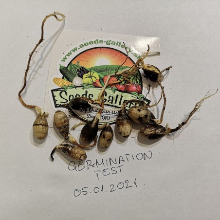 Evergreen Oak, Holly Oak Seeds (Quercus ilex) | Seeds Shop Store