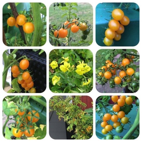 Galapagos Island Wild Tomato Seeds (Solanum chessmanii) | Seeds Shop Store