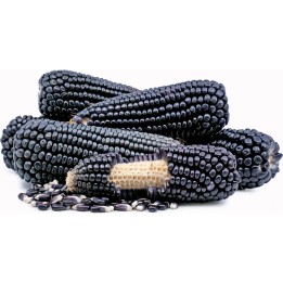Black Corn Seeds Black Aztek - 287.359459