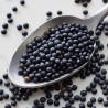 Sementes de lentilha preta Beluga | Seeds Shop Store