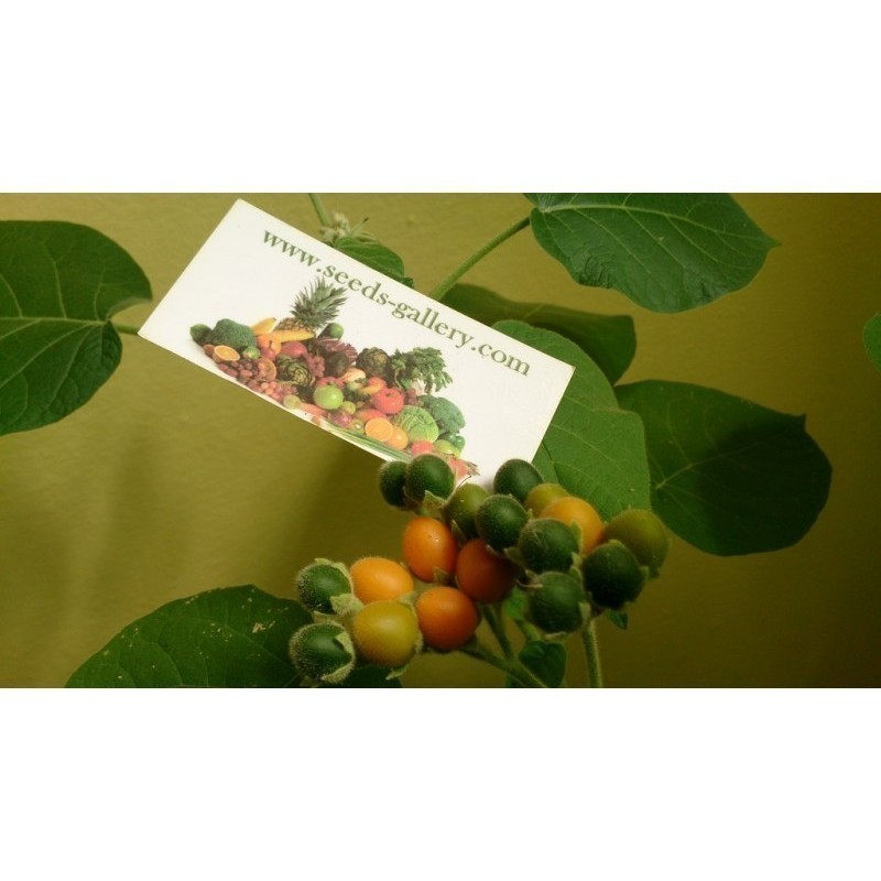Patuljasti Tamarillo Seme (Solanum abutiloides) | Seeds Shop Store