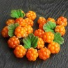 Semințe de mure de zăpadă (Rubus chamaemorus) | Seeds Shop Store