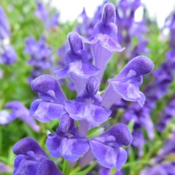 Σπόροι Baikal σκούφου (Scutellaria baicalensis) - 2.115