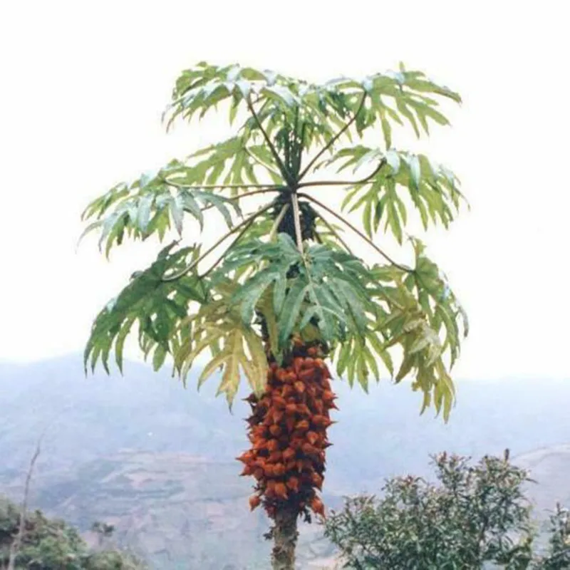 Sementes raras de papaia Carica weberbaueri | Seeds Shop Store