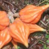 Sementes raras de papaia Carica weberbaueri | Seeds Shop Store