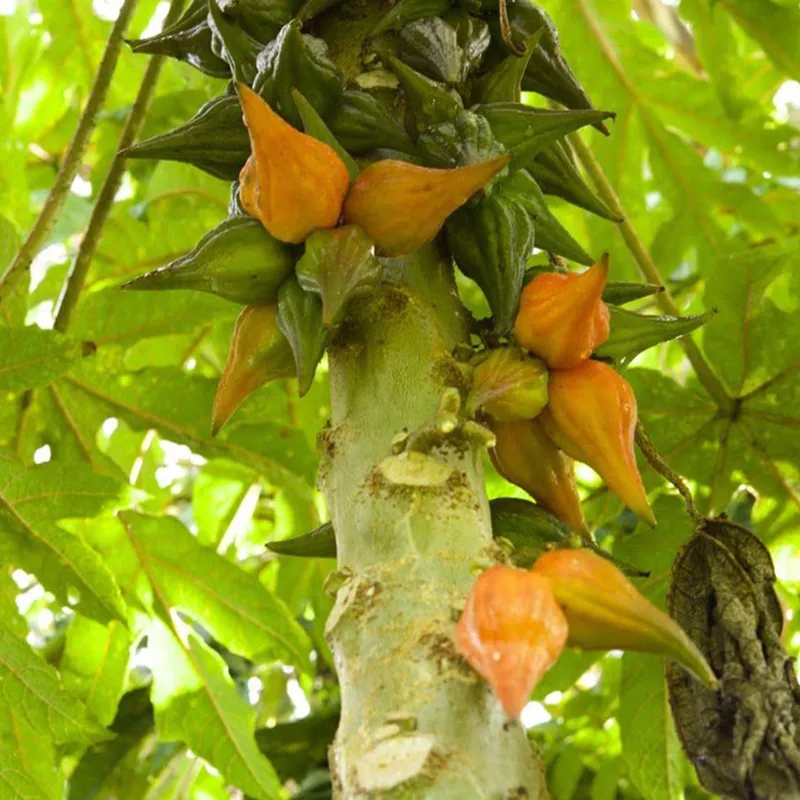 Sementes raras de papaia Carica weberbaueri | Seeds Shop Store
