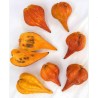 Sementes raras de papaia Carica weberbaueri | Seeds Shop Store