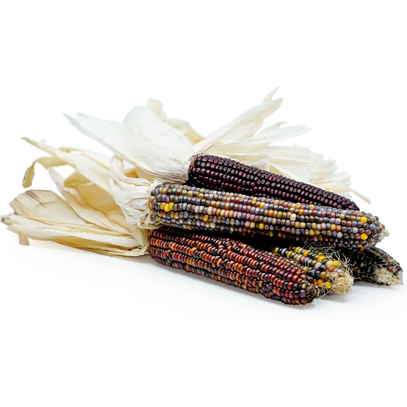 Bunter Mini Mais Samen | Seeds Shop Store