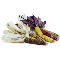 Bunter Mini Mais Samen | Alte, Bio & exotische Samen | Exotic Seeds Shop