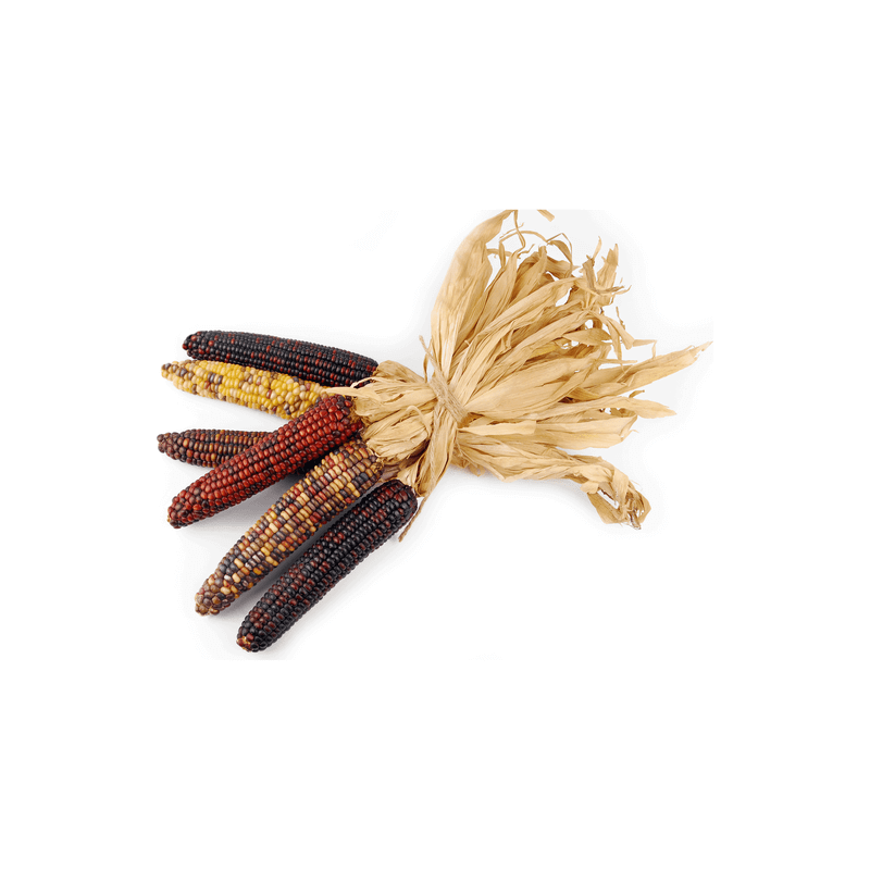 Bunter Mini Mais Samen | Seeds Shop Store