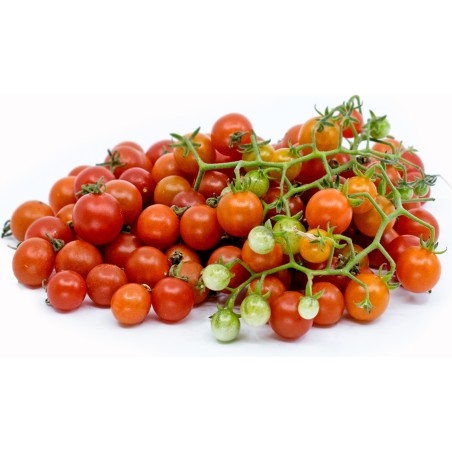 Rote Johannisbeere, Wilde Tomatensamen (Solanum pimpinellifolium) | Seeds Shop Store